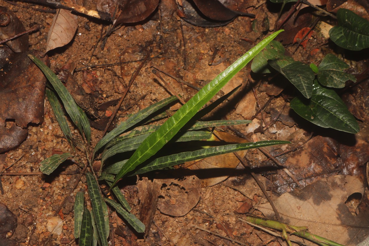 Trichopus zeylanicus Gaertn.